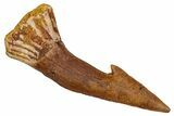Fossil Sawfish (Onchopristis) Rostral Barb - Morocco #273347-1